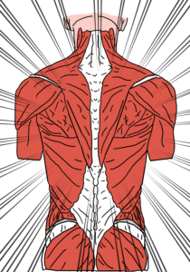 Teckning av ryggens anatomiska uppbyggnad